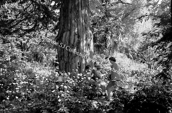 BIRR CASTLE  GROUP UNDER MACROCARPA INCLUDING LADY DE VECI  MR AND MRS KITTERICH